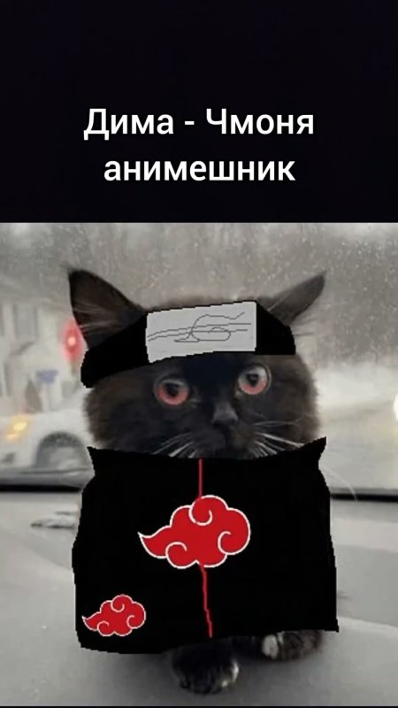 Кот в кепке