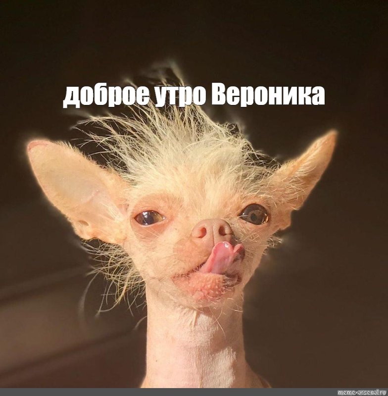 Чихуахуа хохлатая