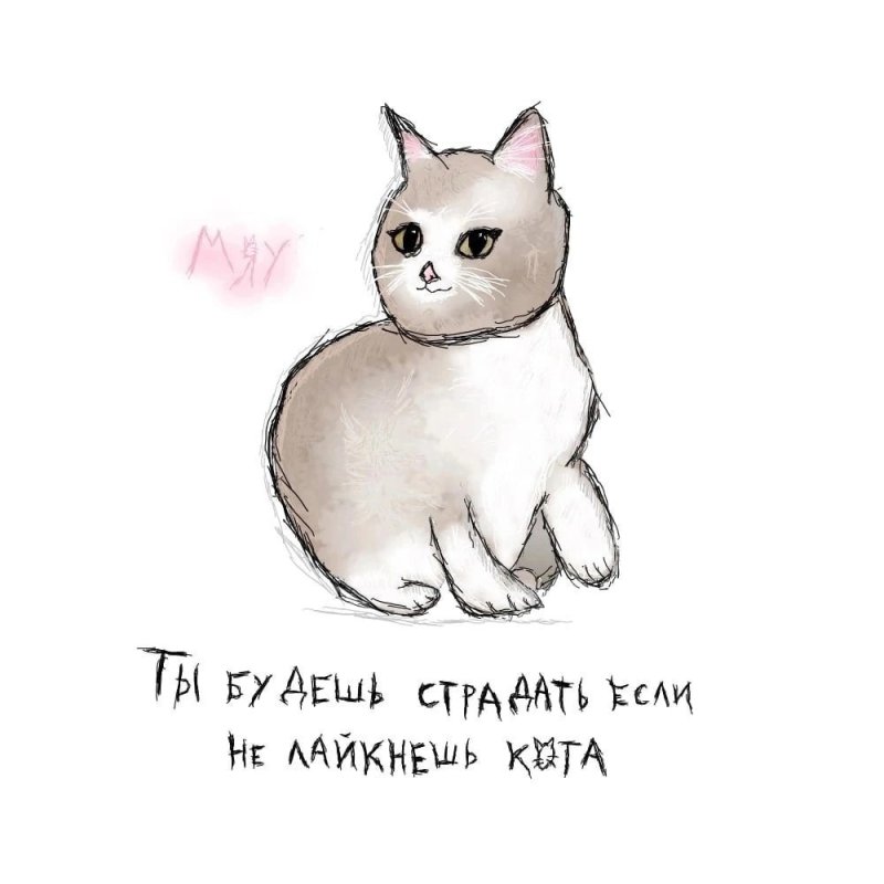 Лайкни кота лайкни кота сука