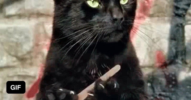 Призыв кошек человек