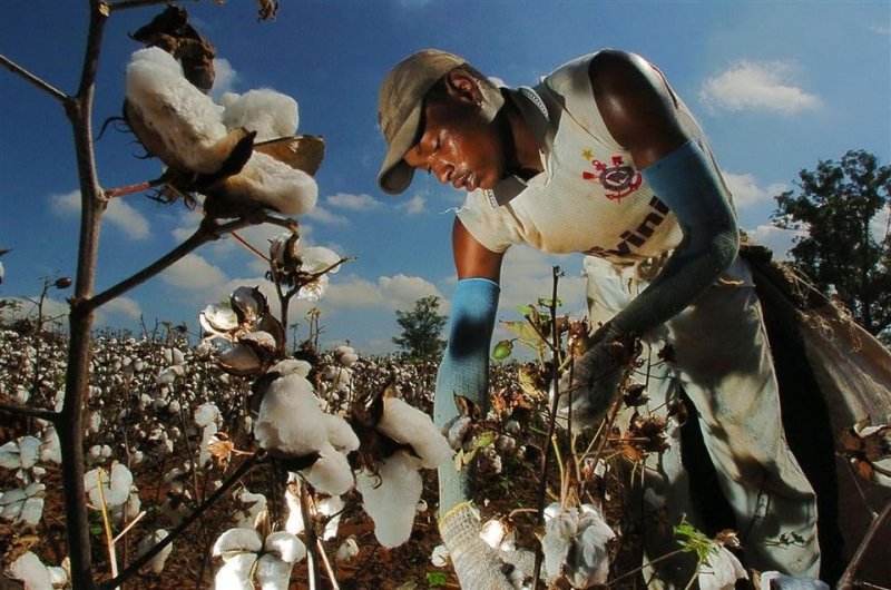 Плантация хлопка негры