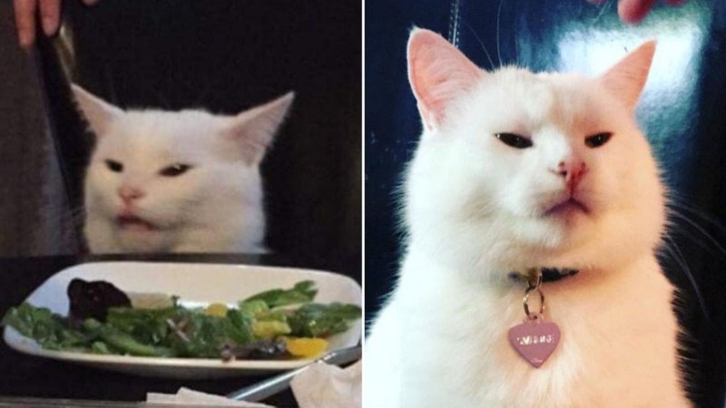 Кот с тарелкой овощей