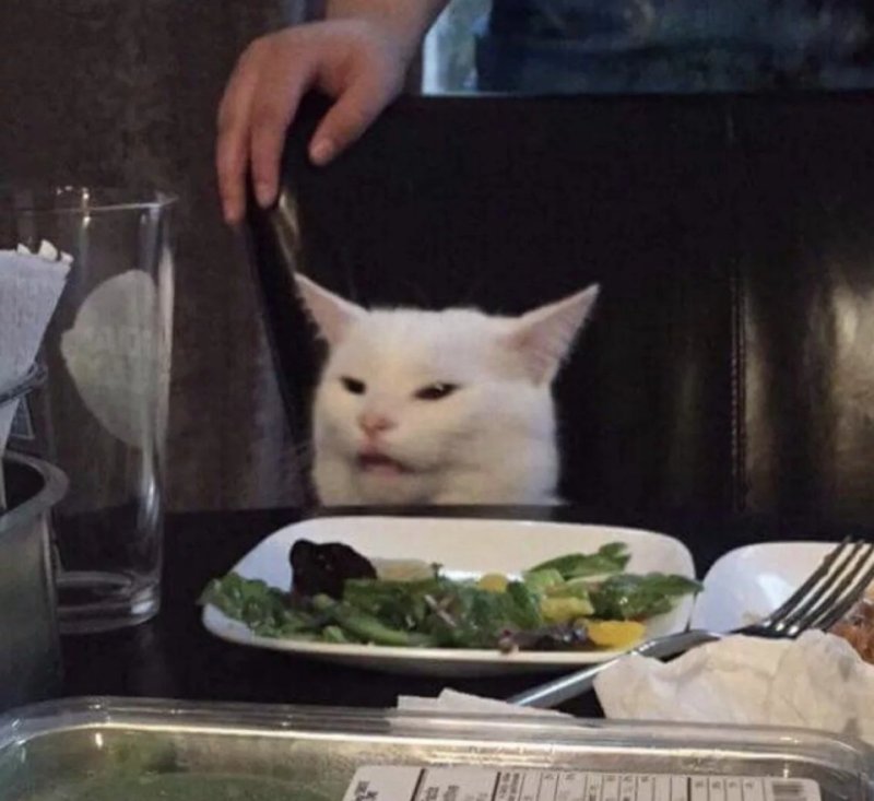 Недовольный кот за столо