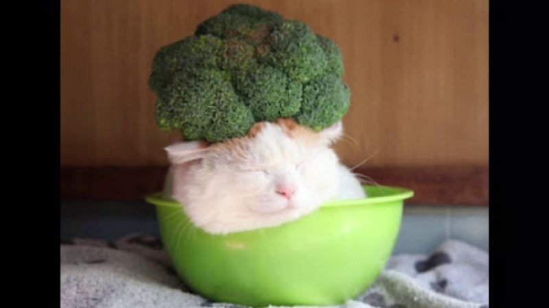 Кошка и брокколи