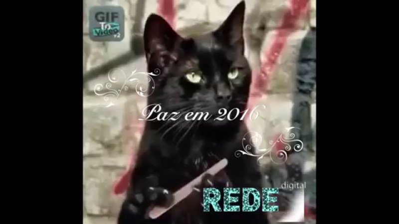 Чёрный кот с пилкой для ногтей