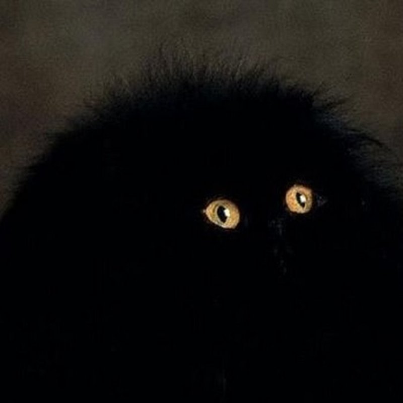 Черный кот Мем