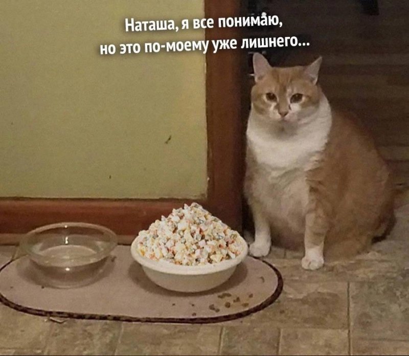 Кот и Оливье