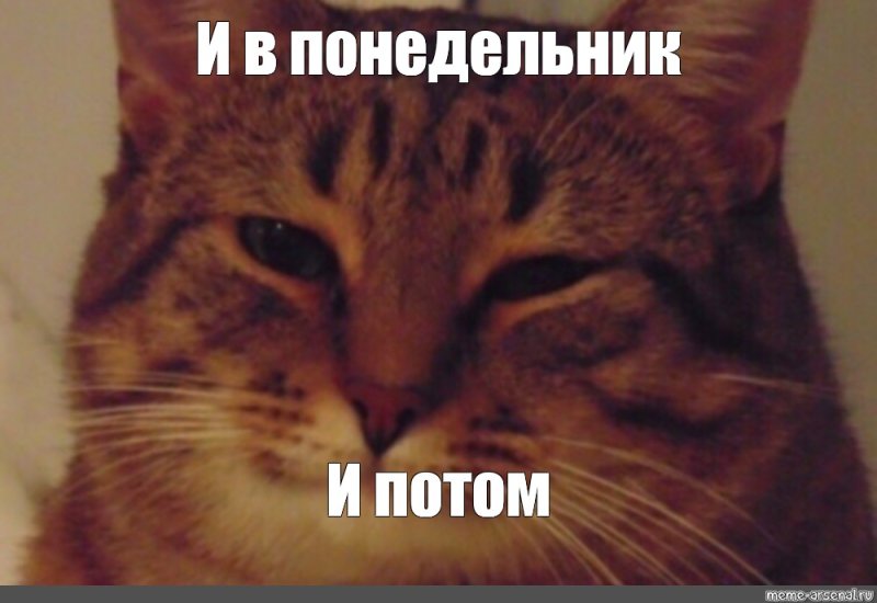 Кот Мем