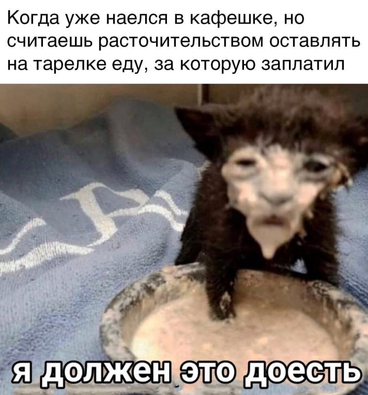 Кот в сметане