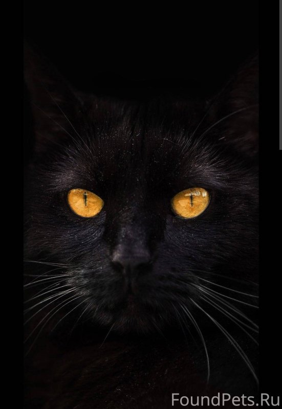 Черный кот с желтыми глазами