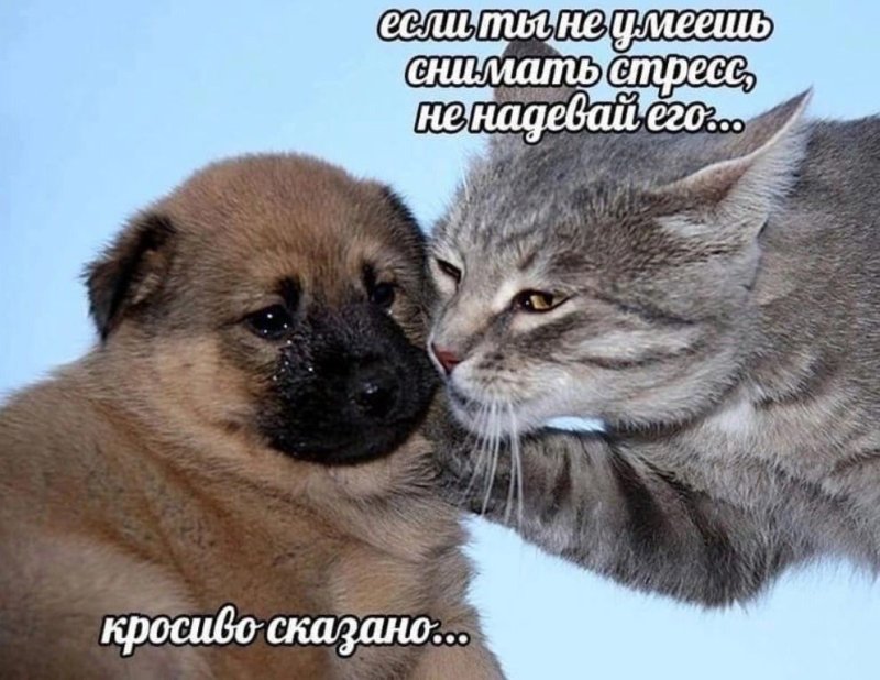 Котики с надписями