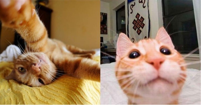 Кот фоткает себя