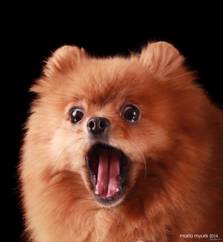 Нос у померанского шпица