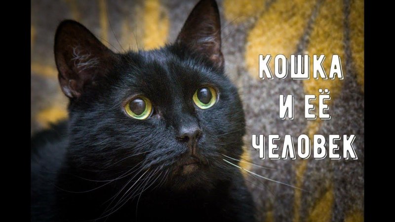 Богемская кошка чёрная