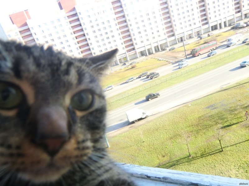 Кот фоткает себя