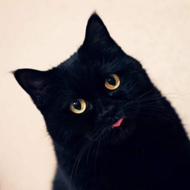 Бомбейская кошка длинношерстная