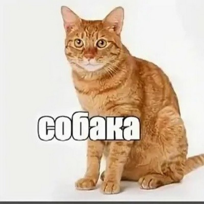 Кот с собаками Мем