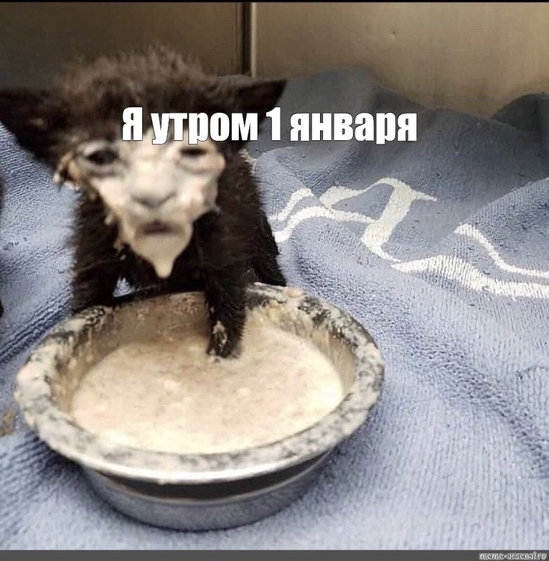 Котенок в сметане