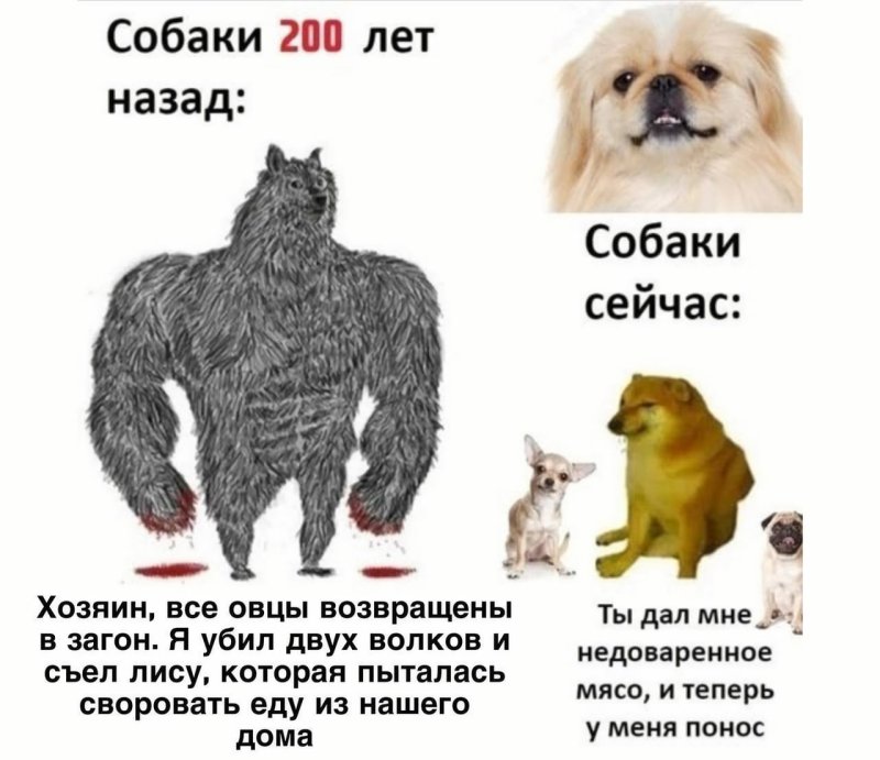 Собаки раньше и сейчас