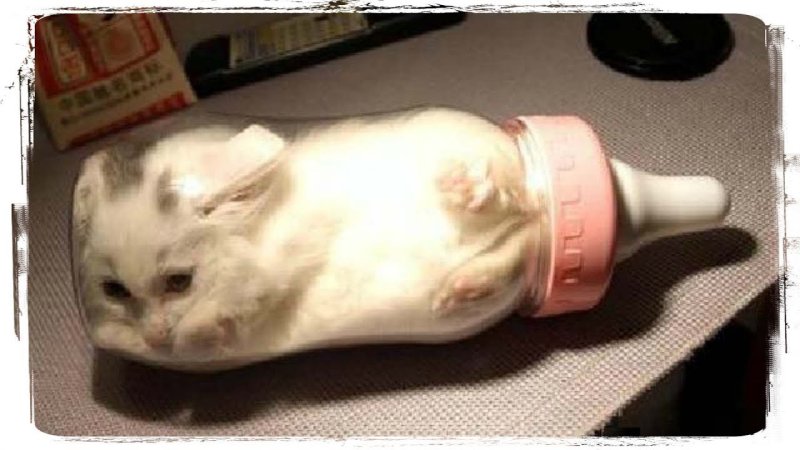 Кот в баночке