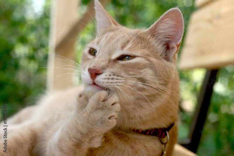 Кот с лапкой у рта