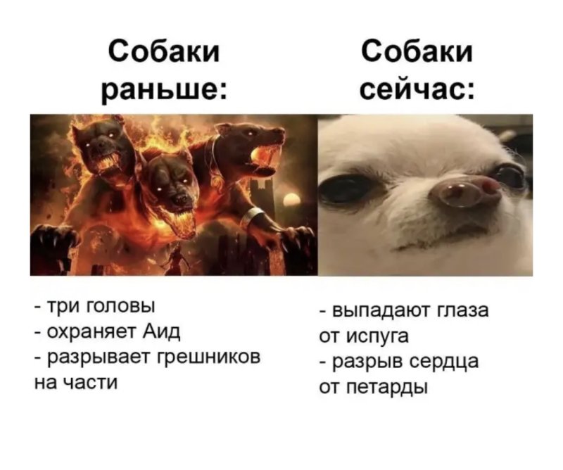 Собаки тогда и сейчас