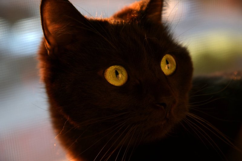 Чёрный кот с жёлтыми глазами порода