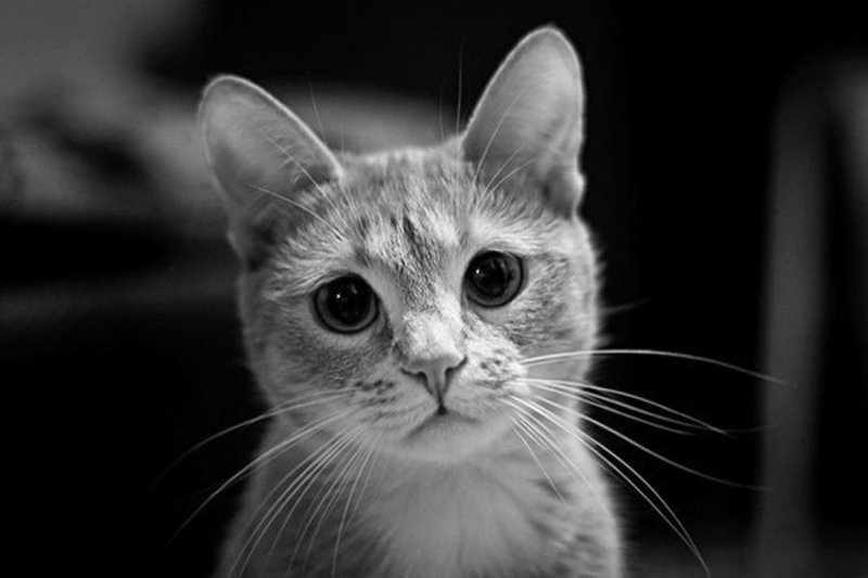 Мемы с котиками