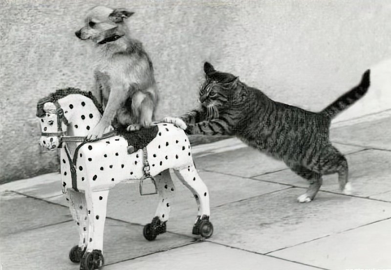 Катись к хуям кот и собака