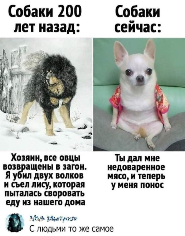 Собаки 200 лет назад собаки сейчас Мем