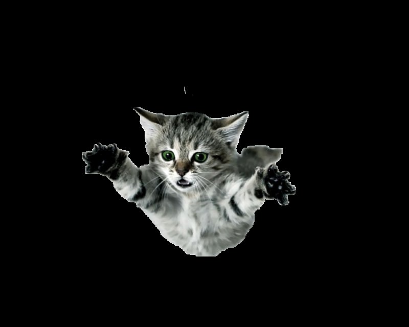 Котенок на прозрачном фоне