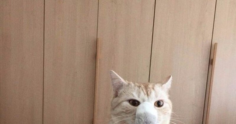 Кот закрывает лапой рот