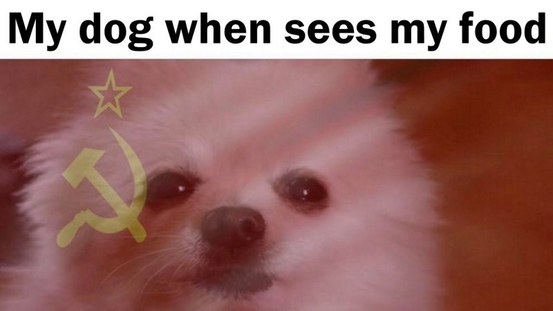 Шпиц смешной