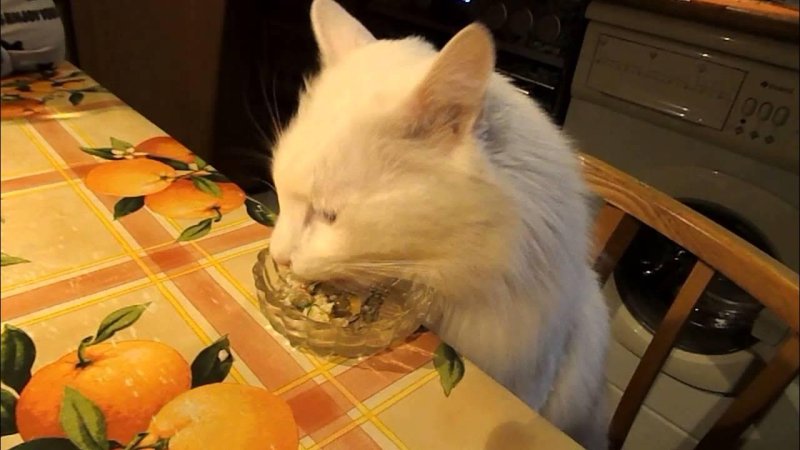 Кот кушает
