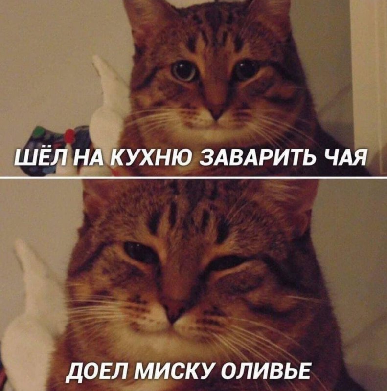 Популярные коты из мемов