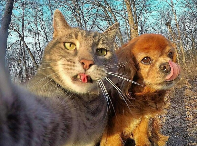 Кот селфи