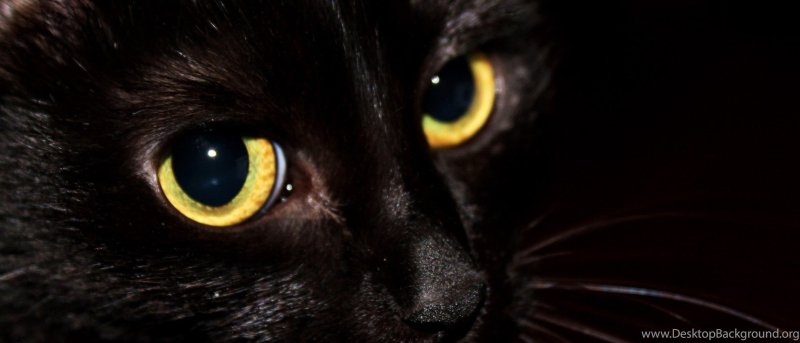Черная кошка с желтыми глазами